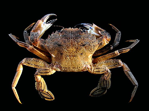 Velvet crab